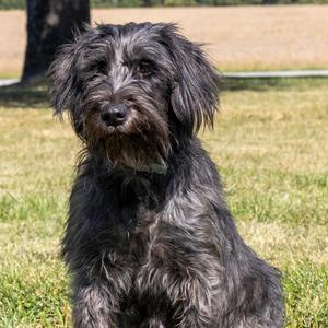 Daisykins, Mixed Breed (Medium), adult, available for adoption