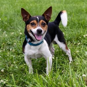 Fred, Mixed Breed (Small), adult, available for adoption