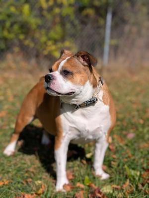 Tucker, English Bulldog Mix, adult, available for adoption