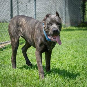 PRESSURE, Cane Corso Mastiff, young, available for adoption