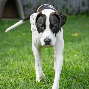 KOJAK, Pointer, adult, available for adoption