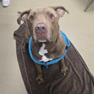 MUSTAFA, Labrador Retriever, adult, available for adoption