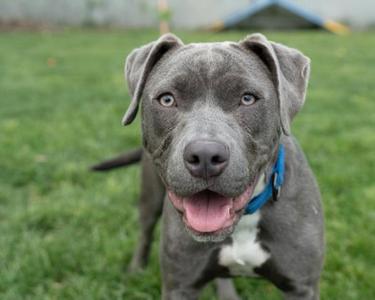 BELLINI, Pit Bull Terrier, adult, available for adoption
