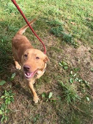 RALLY, Labrador Retriever, adult, available for adoption