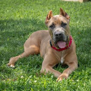 PRADA, Cane Corso Mastiff, young, available for adoption
