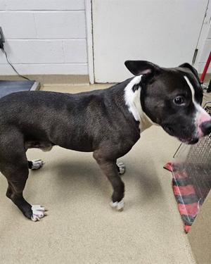 CABIN, Pit Bull Terrier, adult, available for adoption