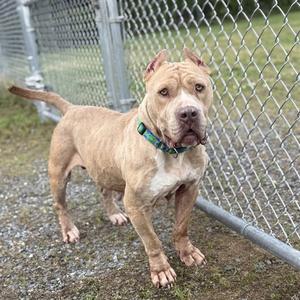 PEBBLES, American Pit Bull Terrier, adult, available for adoption