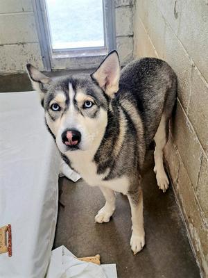 YUKI, Siberian Husky, adult, available for adoption