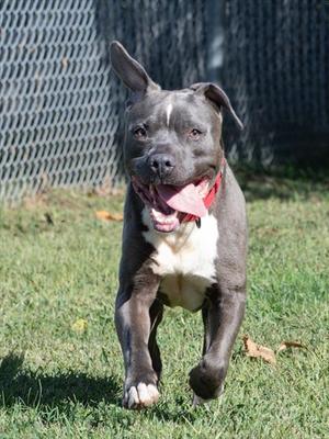 NOBU, Pit Bull Terrier, senior, available for adoption