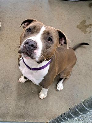 SCARLETT, Pit Bull Terrier, adult, available for adoption