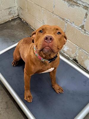CALEN, Pit Bull Terrier, young, available for adoption