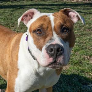 SPUD, Pit Bull Terrier, adult, available for adoption