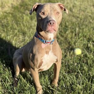 TAZZ, American Pit Bull Terrier, young, available for adoption