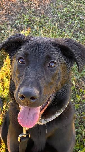 Rex, German Shepherd Dog / Black Labrador Retriever, puppy, available for adoption
