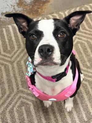 Ladybug, Mixed Breed, adult, available for adoption