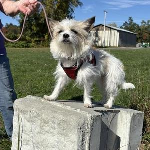 Josie, Yorkshire Terrier / Chihuahua, adult, available for adoption