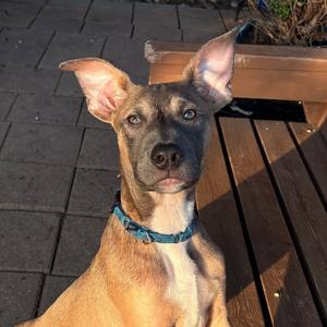 Benedict, Terrier, young, available for adoption