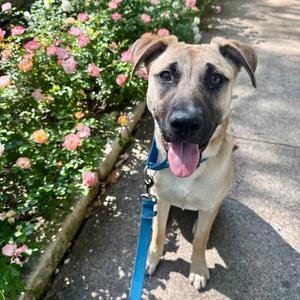Coral, German Shepherd Dog, young, available for adoption
