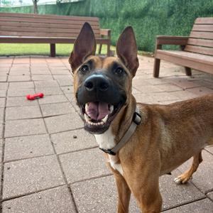 Cholula, Terrier, adult, available for adoption