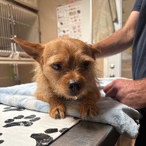 Chiky Man, Terrier, adult, available for adoption