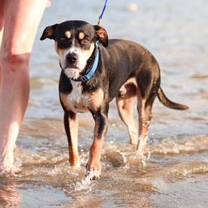 Beau, Terrier, adult, available for adoption