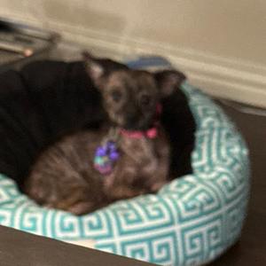 Astra, Chihuahua, adult, available for adoption