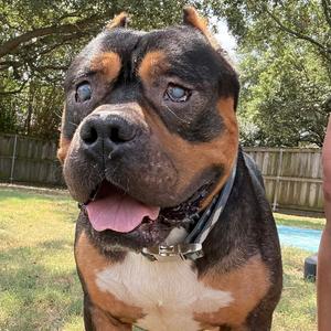 Dalton, Pit Bull Terrier, adult, available for adoption