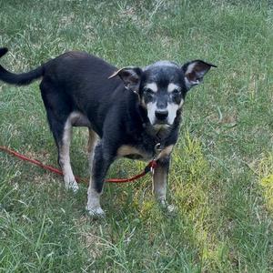 Bebe, Terrier, senior, available for adoption