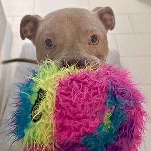 Atlas, Pit Bull Terrier, adult, available for adoption