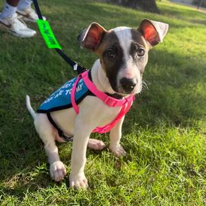 Aphrodite, Terrier, young, available for adoption