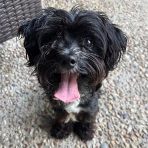 Cliffhanger, Poodle (Miniature), adult, available for adoption