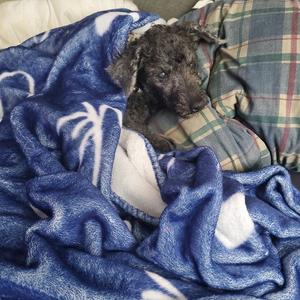 Anthony, Poodle (unknown type), senior, available for adoption