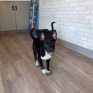 A black and white puppy with a curly tail standing on a wooden floor.