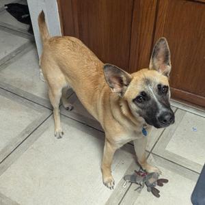 Bella XXVII (New Digs), German Shepherd Dog, young, available for adoption