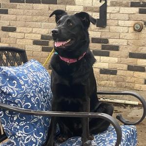 Cora, Black Labrador Retriever, adult, available for adoption