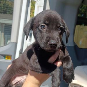 Aubrey, Terrier, puppy, available for adoption