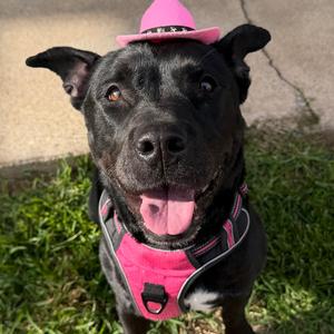 Bella, Pit Bull Terrier, adult, available for adoption