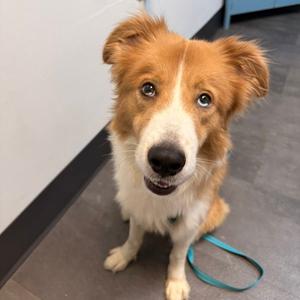 Bowie, Terrier, young, available for adoption