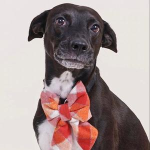Cali, Terrier, adult, available for adoption