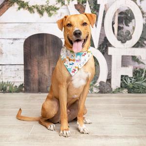 Cinnamon, Retriever, adult, available for adoption