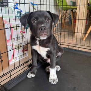 Duff, Terrier, puppy, available for adoption