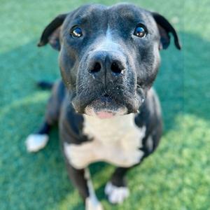 Angus, Pit Bull Terrier, adult, available for adoption
