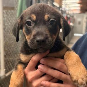 Addison, Terrier, puppy, available for adoption