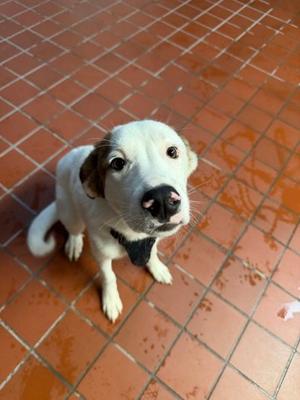 Teddy, Bernese Mountain Dog Mix, young, available for adoption