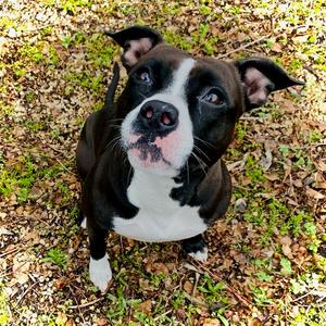 Mama, Pit Bull Terrier Mix, adult, available for adoption