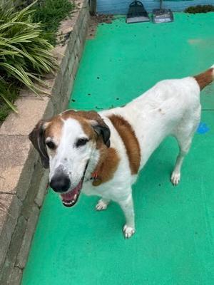 Bowie, Hound Mix, senior, available for adoption
