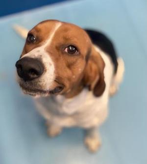 A beagle dog looking up at the camera with a blue background.