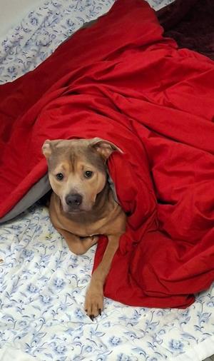 Jaxon, American Staffordshire Terrier Mix, adult, available for adoption
