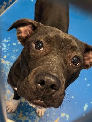 Dora, American Pit Bull Terrier Mix, young, available for adoption