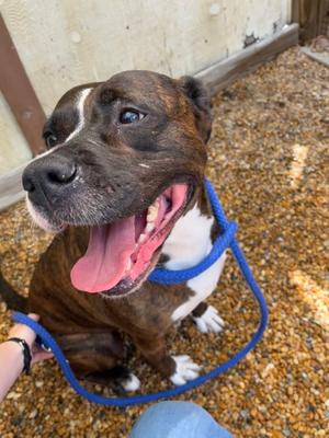 Artemis, American Pit Bull Terrier Mix, adult, available for adoption